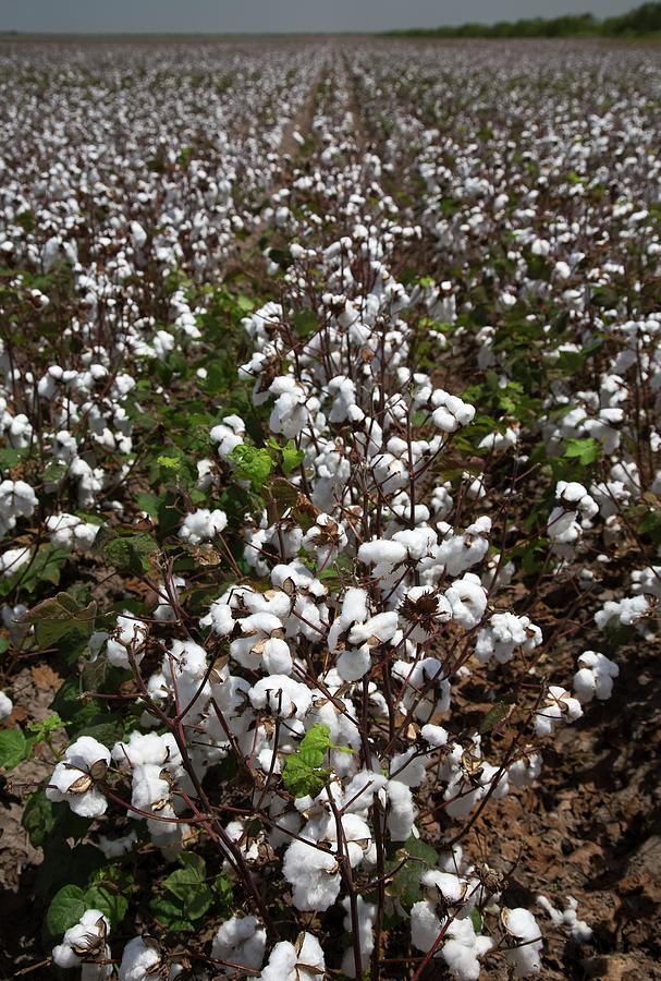 Cotton Plants Photograph by Jim West