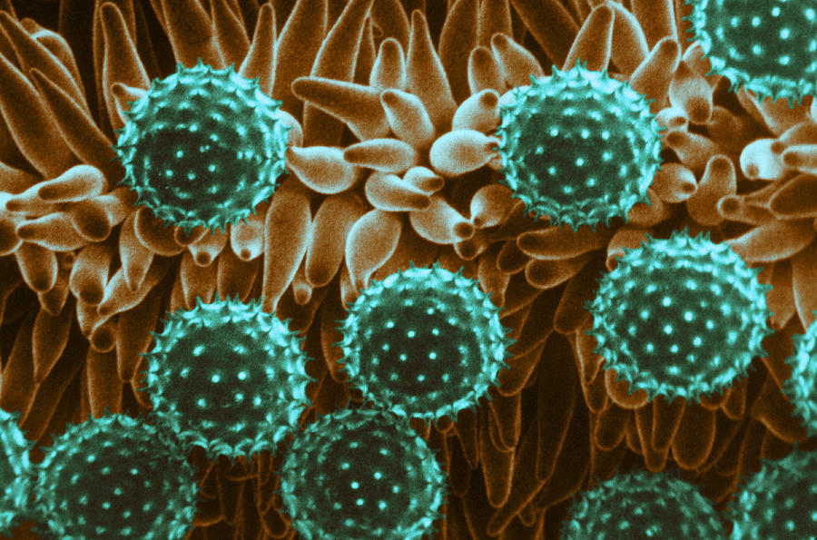 Cotton Pollen, Sem #1 Photograph by Biology Pics