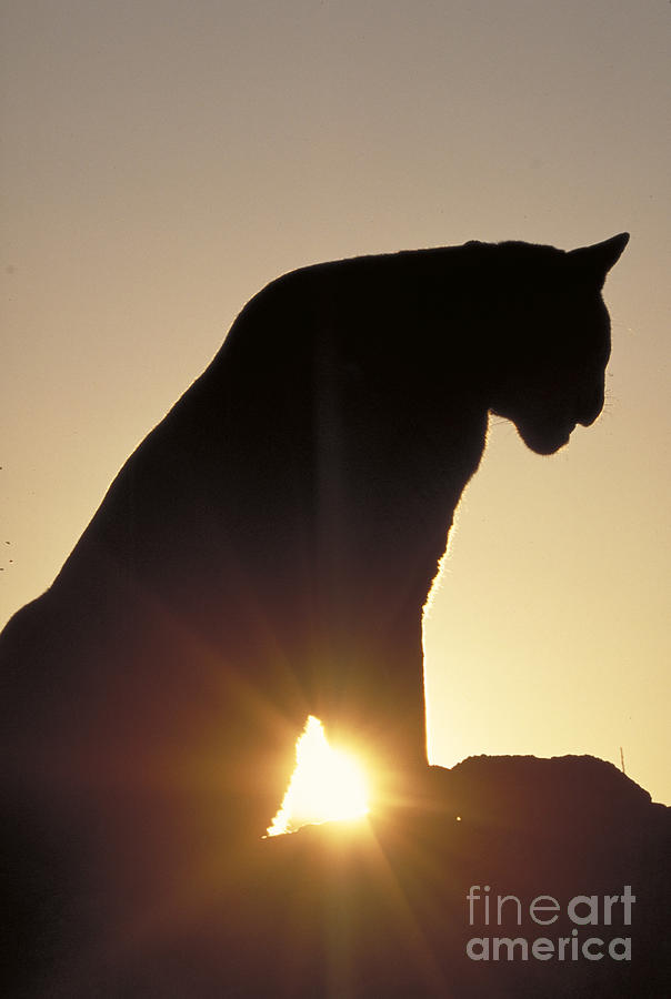 Cougar Felis Concolor #1 Photograph by Art Wolfe