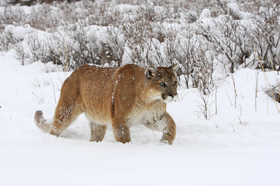Cougar In Snow #1 Photograph by M. Watson
