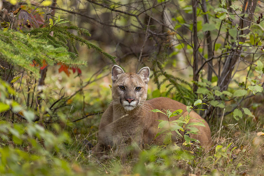 Cougar #1 Photograph by Linda Arndt