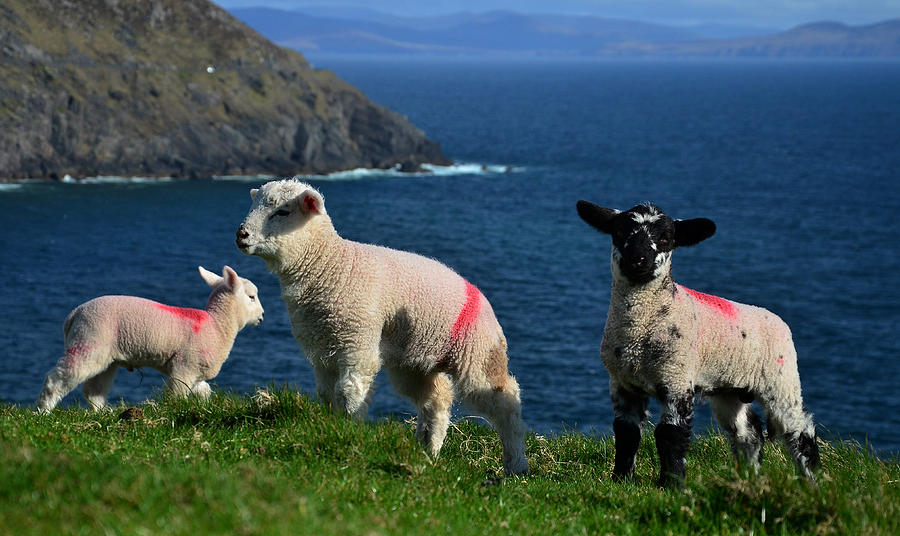 Sheep Photograph - Coumeenole #1 by Barbara Walsh