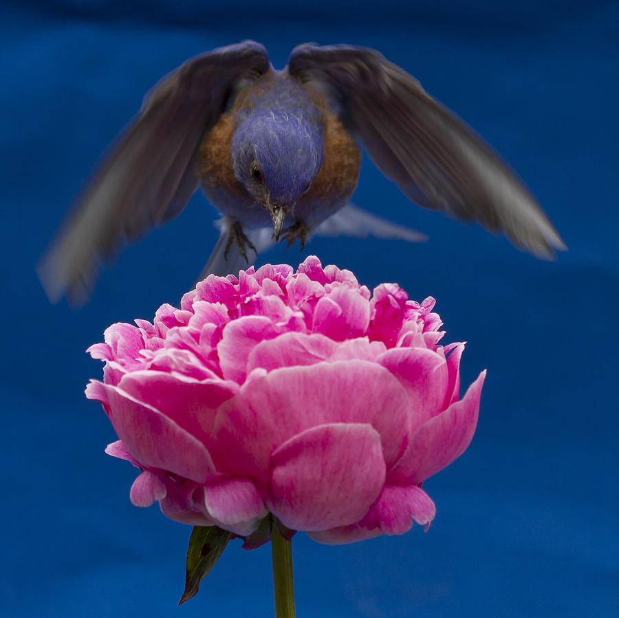Animal Photograph - Count Bluebird #1 by Jean Noren