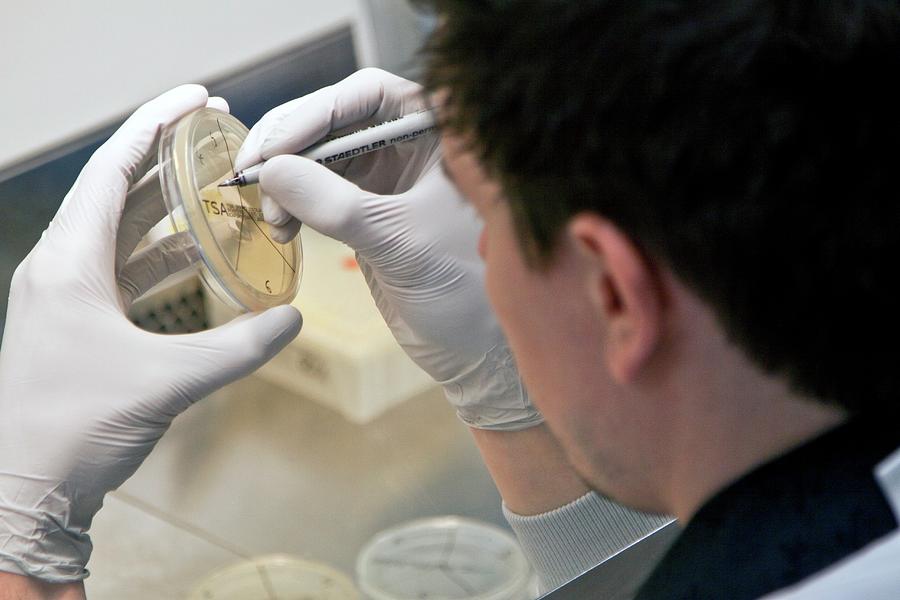 Counting Bacterial Colonies Photograph by Life In View/science Photo