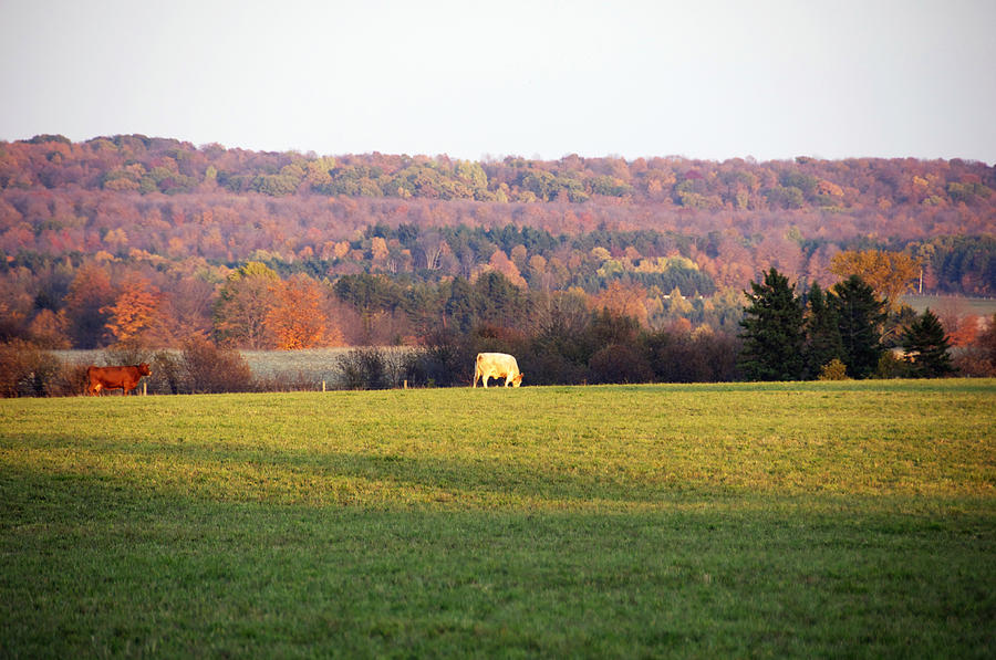 Fall Photograph - Country Morning #1 by Elaine Mikkelstrup