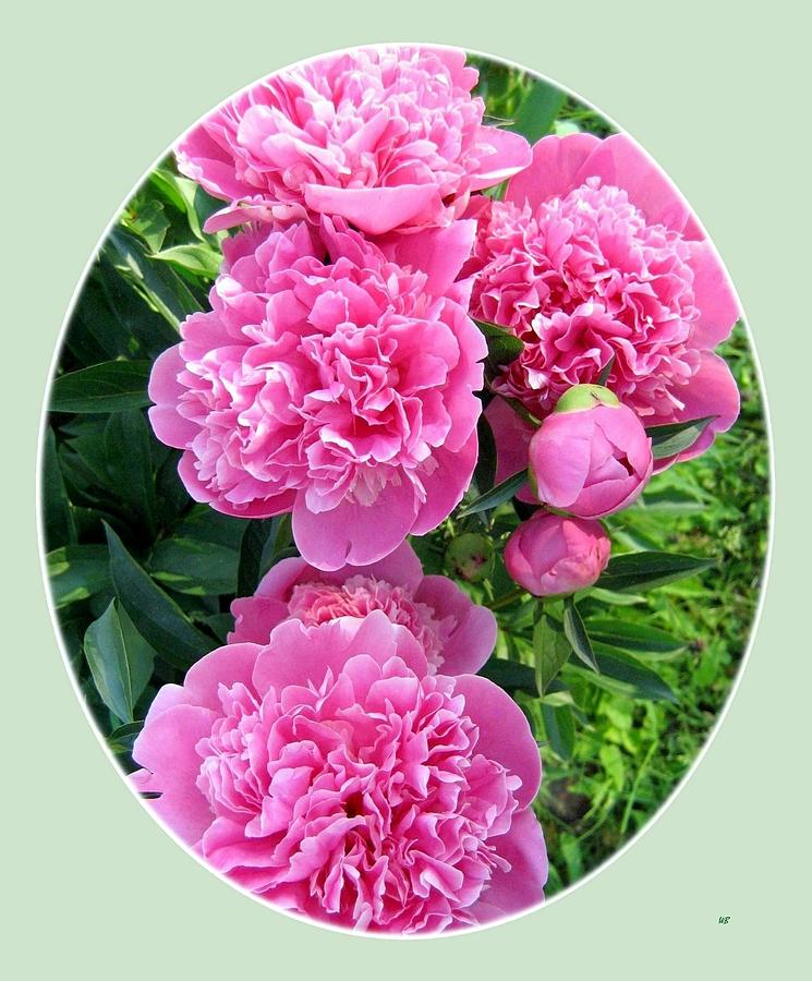 Country Peonies #1 Photograph by Will Borden