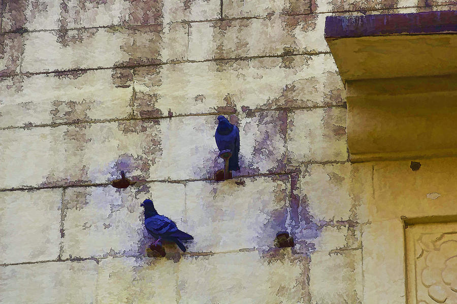 Couple of pigeons on a wall #1 Photograph by Ashish Agarwal