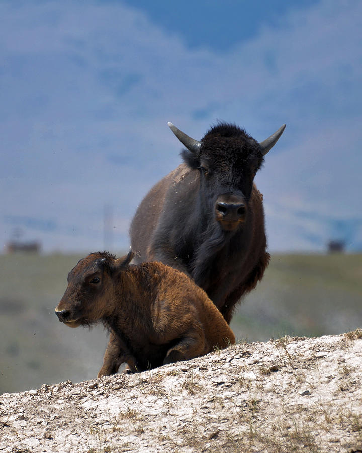 Cow and Calf Bison #1 Photograph by Whispering Peaks Photography