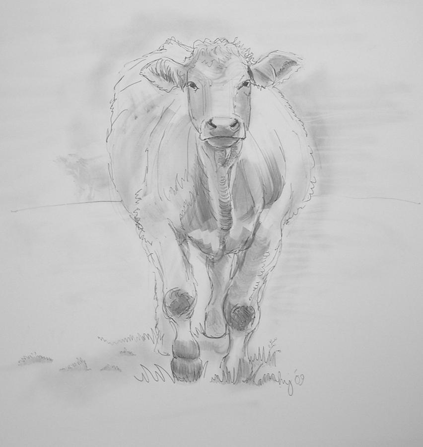Cow Drawing Drawing