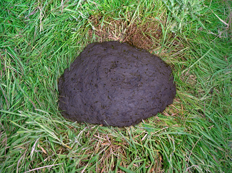 Cow Dung #1 Photograph by Robert Brook/science Photo Library