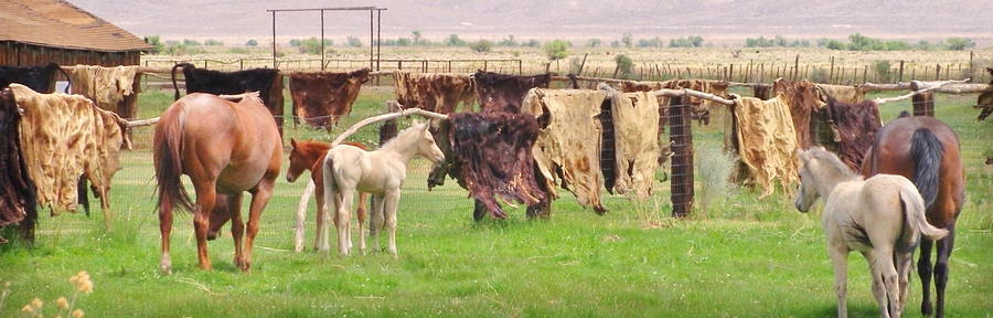 Cow Hides Photograph by Marilyn Diaz