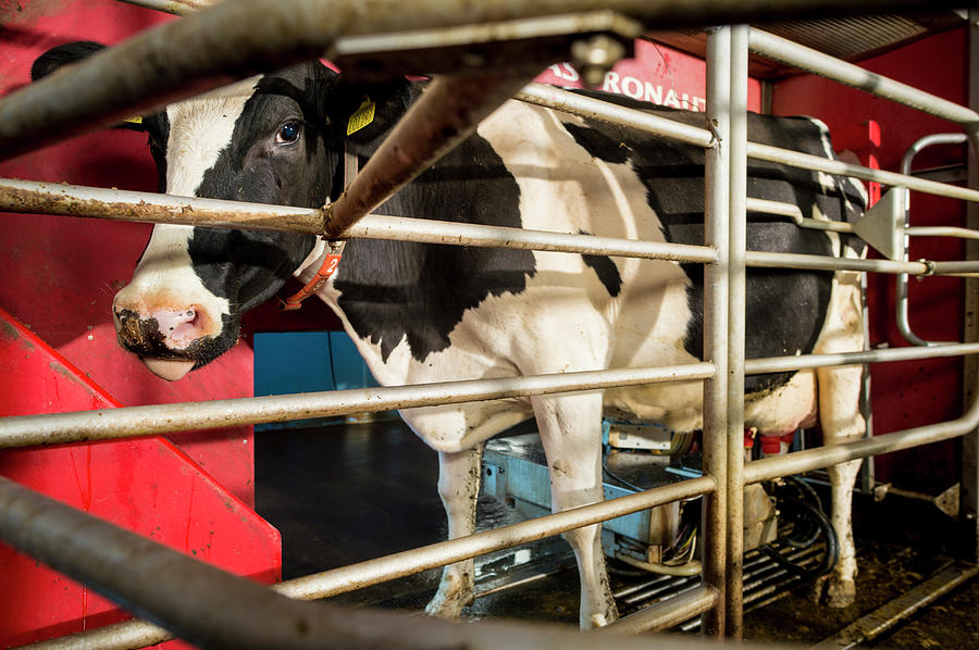 Cow In Milking Machine #1 Photograph by Aberration Films Ltd