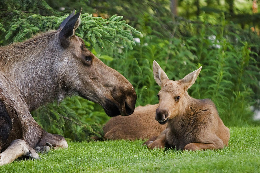 Cow Moose & Calves Laying On Lawn Photograph by Jeff Schultz