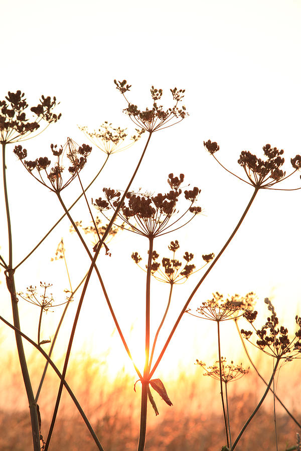 Sunset Photograph - Cow Parsley at Sunset. #1 by Paul Lilley