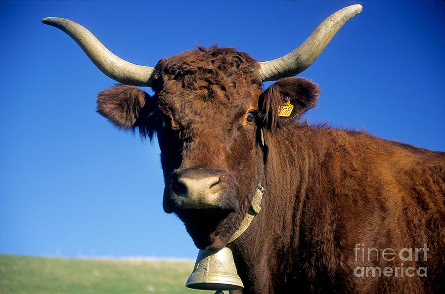 Cow Photograph - Cow Salers #1 by Bernard Jaubert