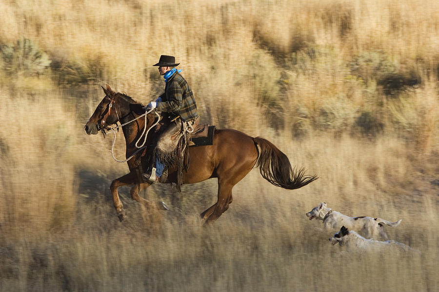 Cowboy Riding With Dogs Oregon #1 Photograph by Konrad Wothe