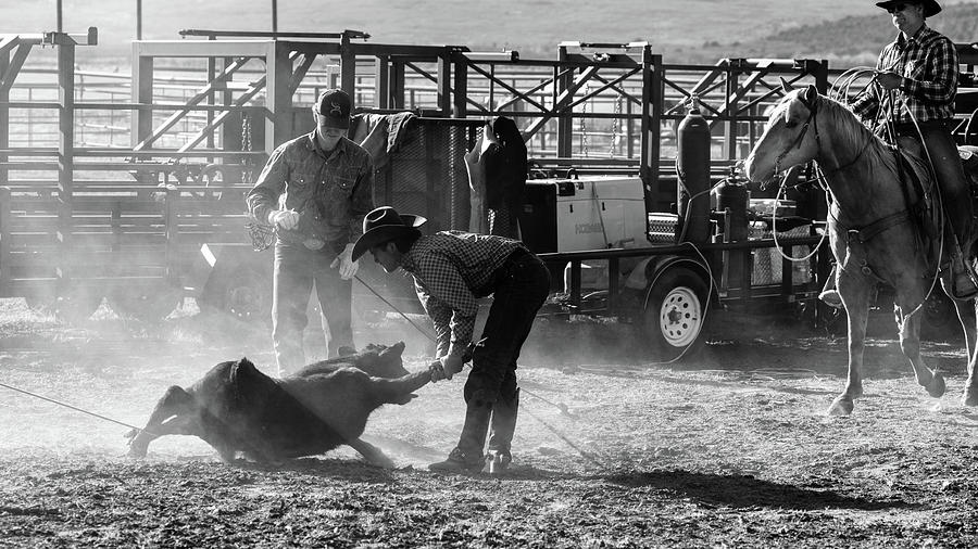 Cowboys Brand Cattle Near La Sal, Utah Photograph by Panoramic Images ...