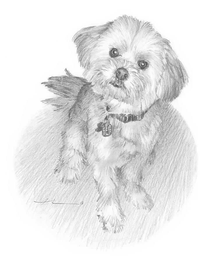 Curious Little Dog Pencil Portrait Drawing by Mike Theuer Curious Little Dog Pencil Portrait Drawing by Mike Theuer
