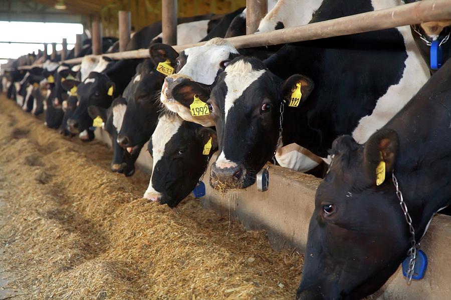 Cows Feeding #1 Photograph by Science Photo Library