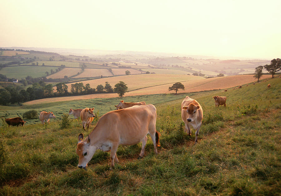 Cows Grazing In A Field #1 Photograph by Tony Craddock/science Photo Library