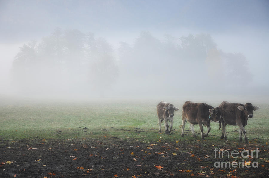 Cows #1 Photograph by Mats Silvan