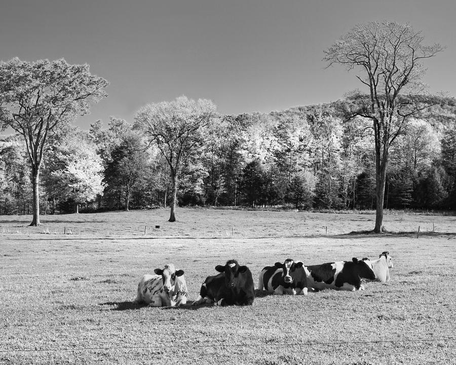 Cows Resting On Grass In Farm Field Autumn Maine Photograph #1 Photograph by Keith Webber Jr