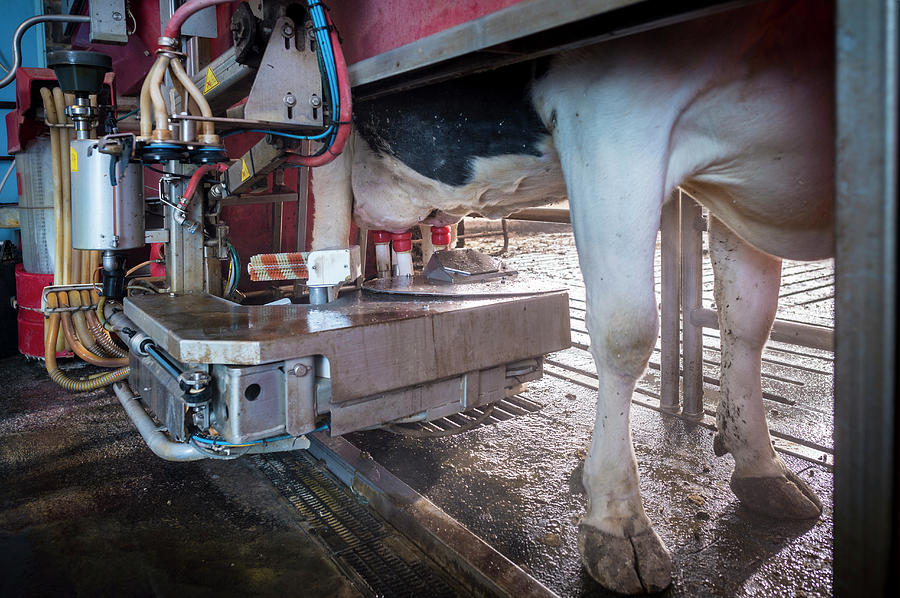 Cows Udder In Milking Machine #1 Photograph by Aberration Films Ltd