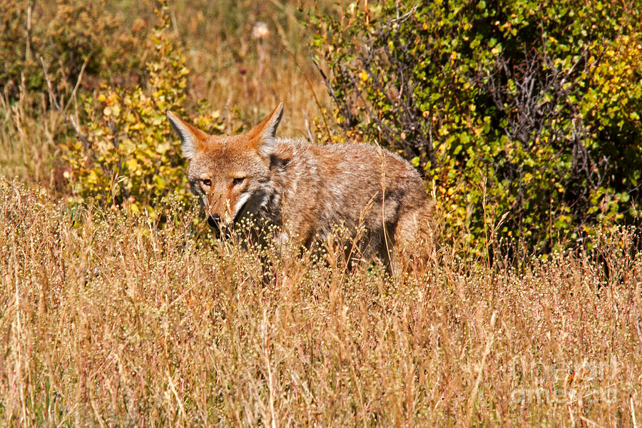 Coyote in Rocky Mountain National Park #1 Photograph by Fred Stearns