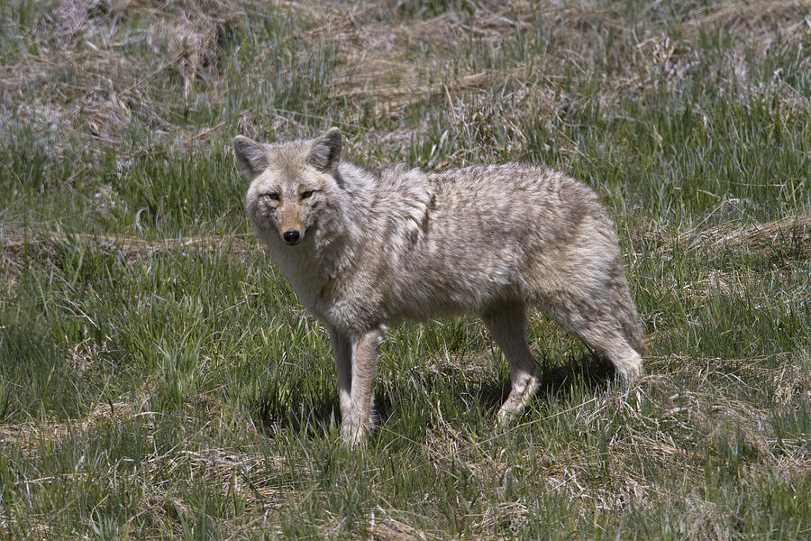 Coyote  #1 Photograph by Jack R Perry