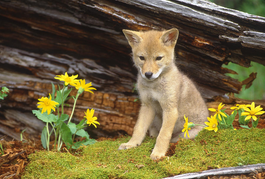 Coyote Pup Montana #1 Photograph by Tom Vezo