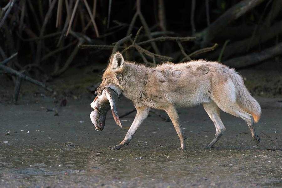 are coyotes scavengers