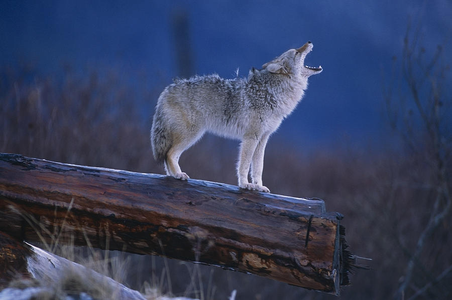 Winter Photograph - Coyote Standing On Log Alaska Wildlife #1 by Doug Lindstrand