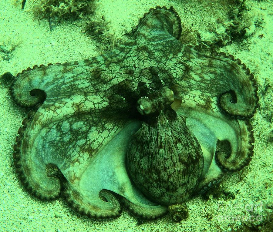 Cozumel Octopus #1 Photograph by Adam Jewell