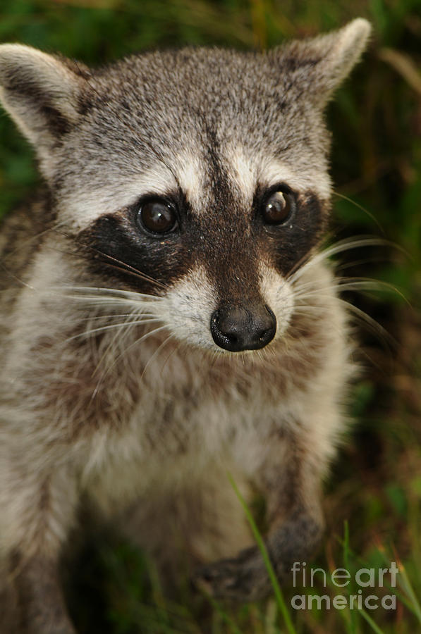 Cozumel Raccoon Procyon Pygmaeus Photograph by Scott Camazine | Fine ...