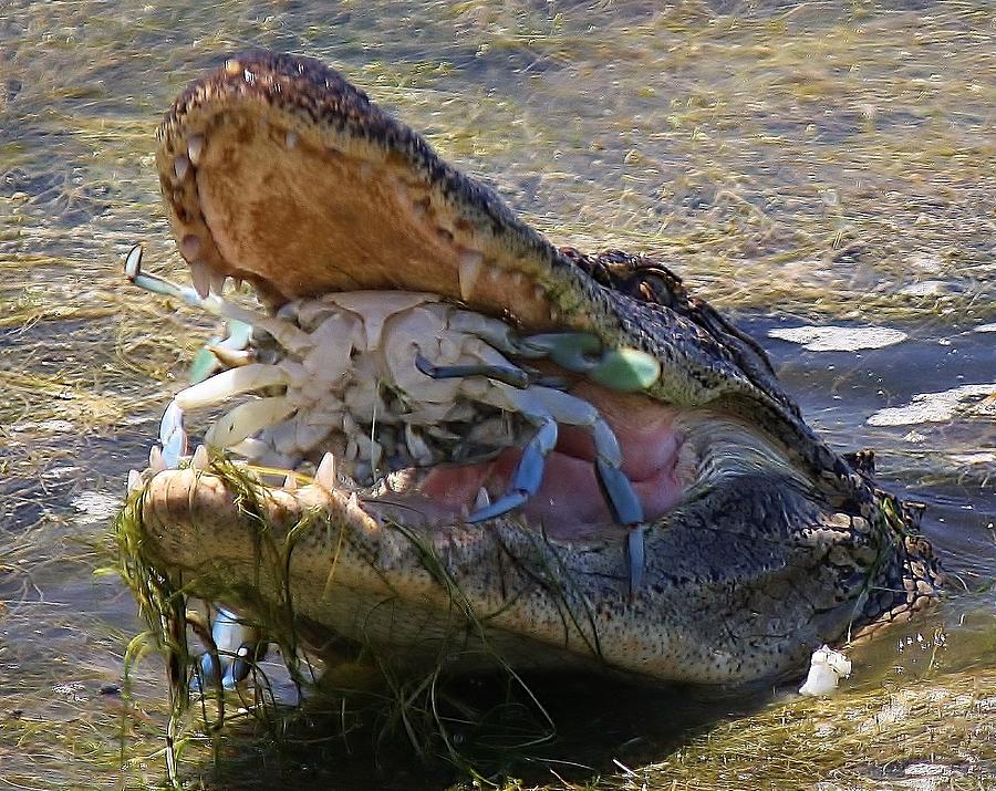 Alligator Photograph - Crab Dinner #1 by Paulette Thomas