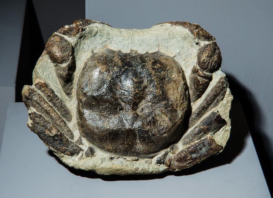 Crab Fossil #1 Photograph by Millard H. Sharp