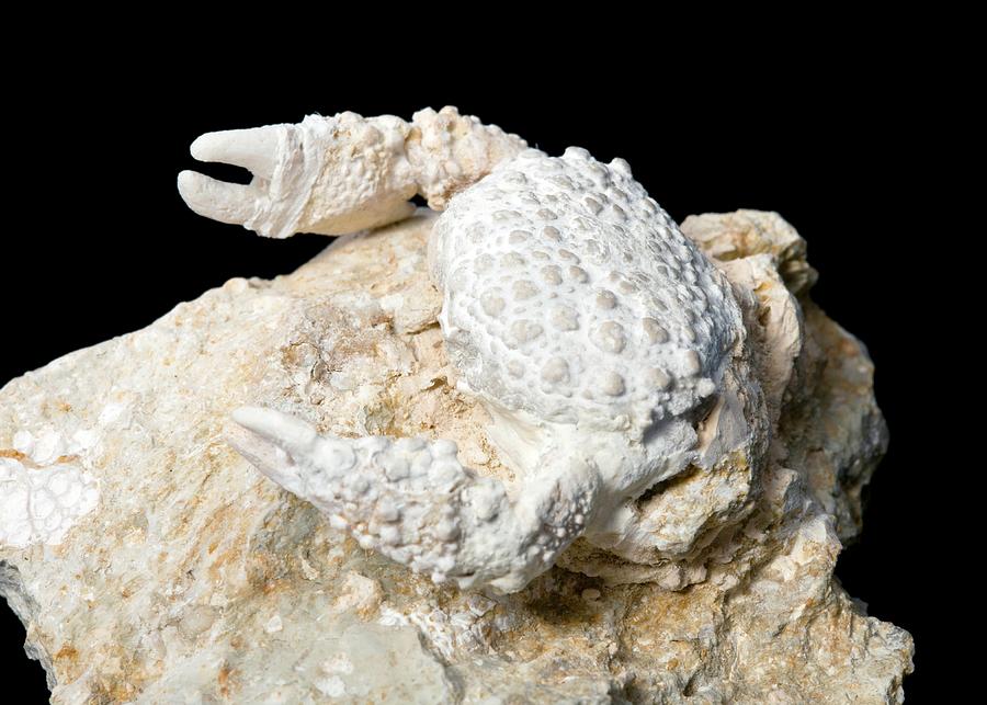 Crab Fossil 1 Photograph by Pascal Goetgheluck/science Photo Library