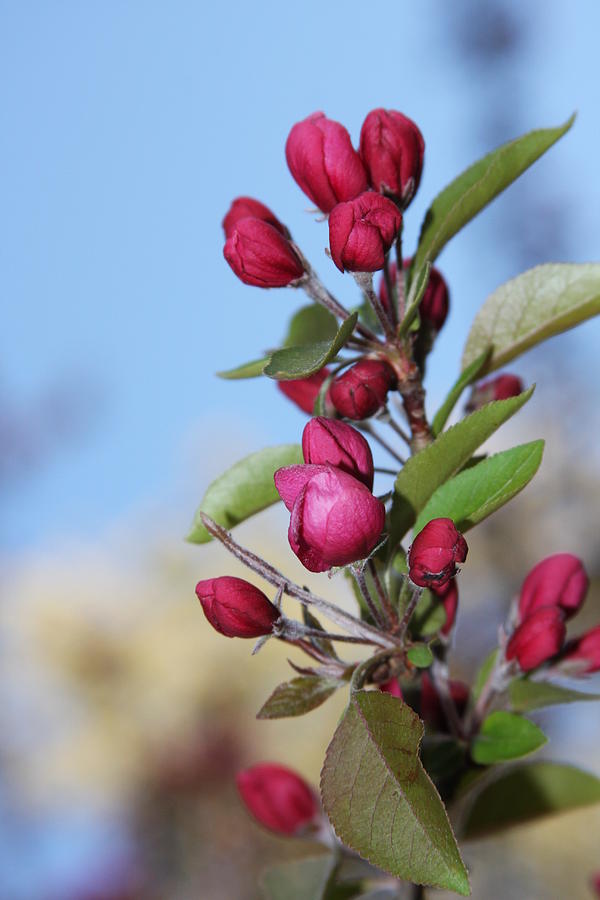 Crabapple Blossoms #1 Photograph by Vadim Levin