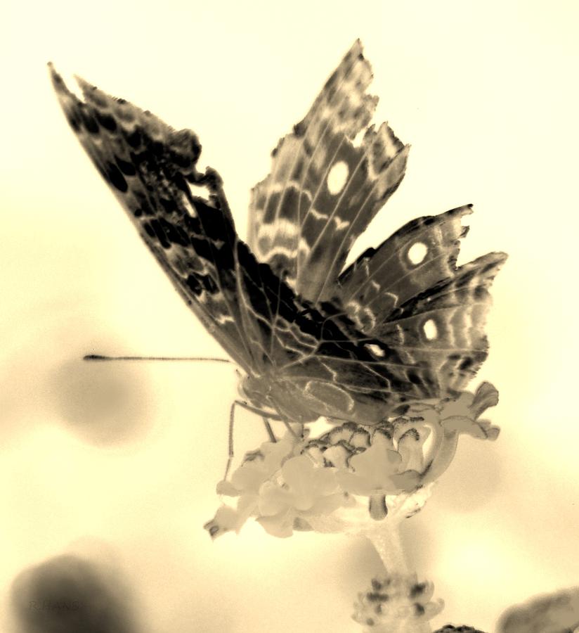 Cracked Wing Light Sepia Close Photograph
