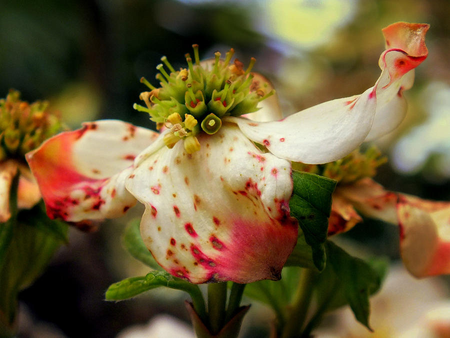 Flower Photograph - Cranberry Dogwoods #1 by Karen Wiles