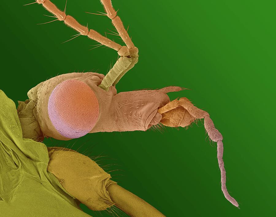 Crane Fly #1 Photograph by Dennis Kunkel Microscopy/science Photo Library