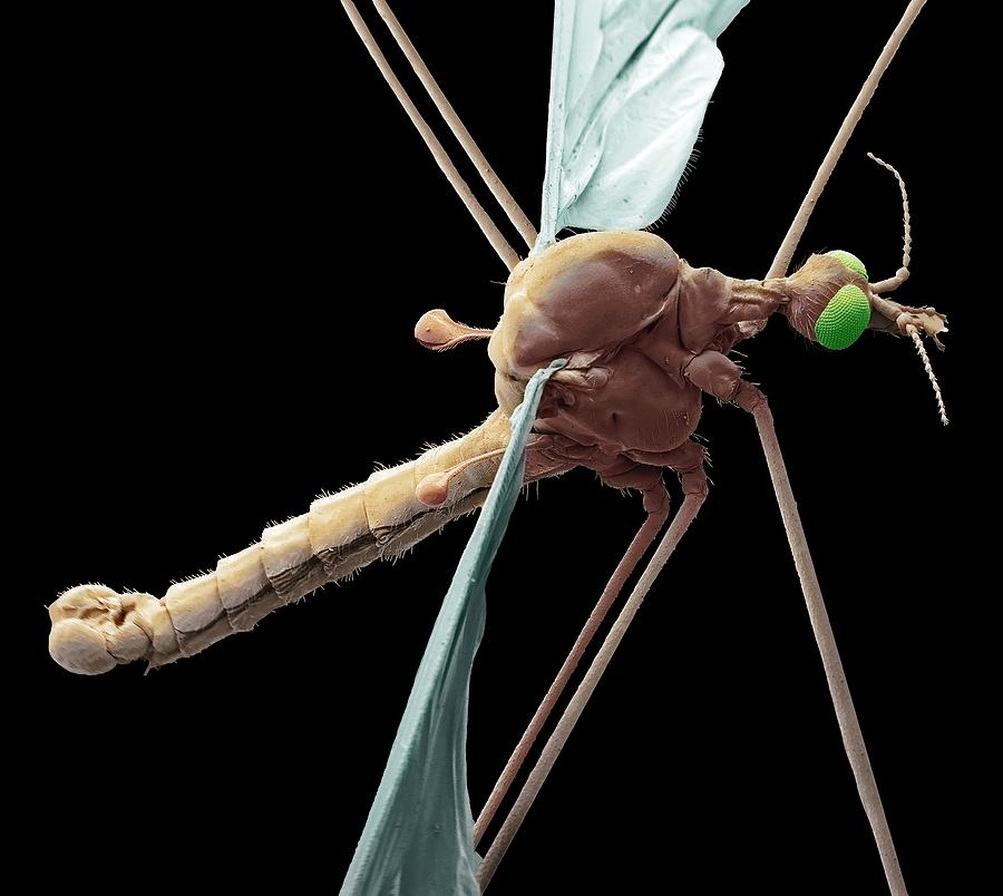Crane Fly #1 Photograph by Steve Gschmeissner/science Photo Library
