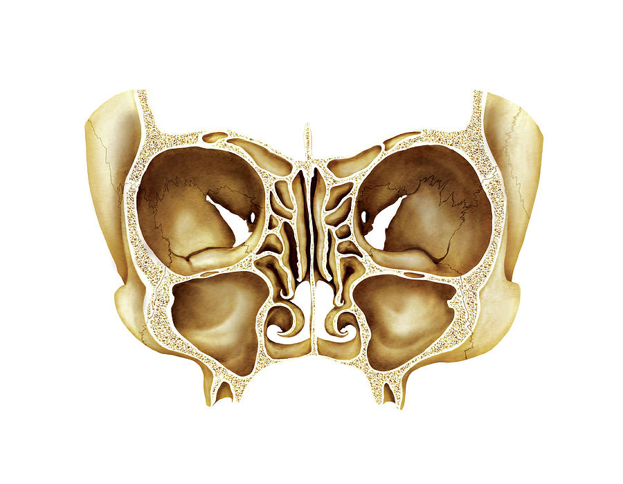 Cranium Sections Photograph By Asklepios Medical Atlas Fine Art America 9184