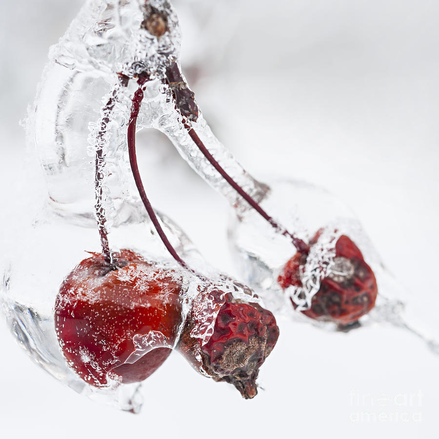 Apple Photograph - Crab apples on icy branch 1 by Elena Elisseeva