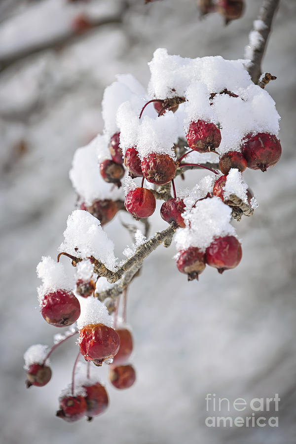 Crab apples on snowy branch 1 Photograph by Elena Elisseeva