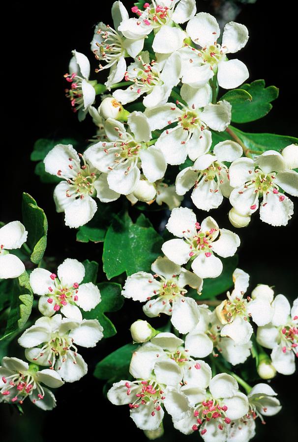 Crataegus Monogyna Subsp. Monogyna #1 Photograph by Science Photo Library Crataegus Monogyna Subsp. Monogyna #1 Photograph by Science Photo Library