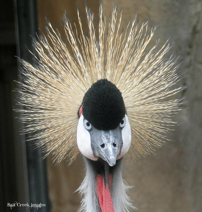 Bird Photograph - Crazy Hair #1 by Cecily Vermote