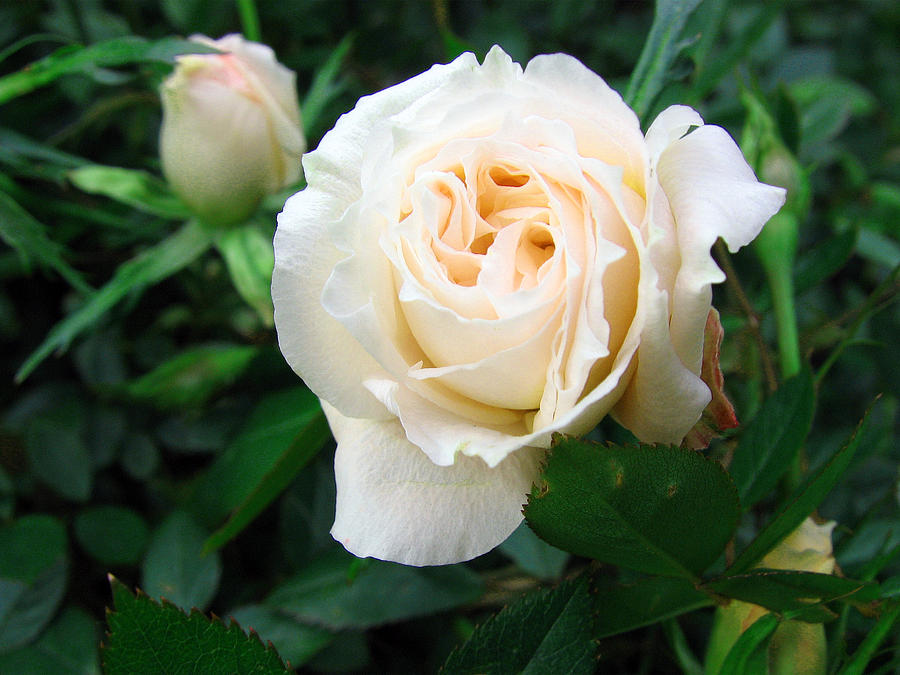 Cream Pot Rose #1 Photograph by Helene U Taylor