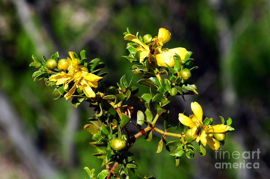 Creosote Bush In Big Bend, Texas #1 Photograph by Gregory G. Dimijian, M.D.