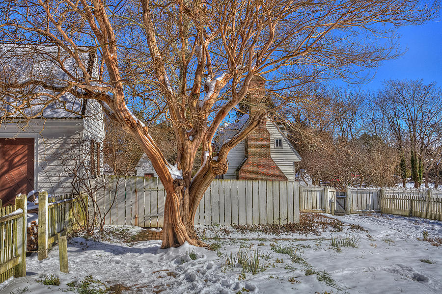 Crepe Myrtle Williamsburg Garden Winter #1 Photograph by Jerry Gammon